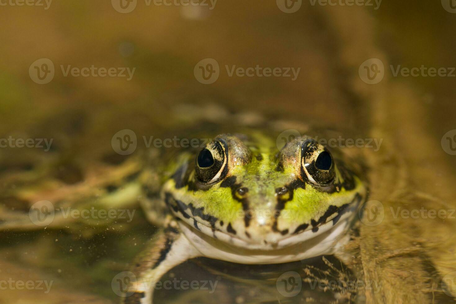 green frog on pond photo