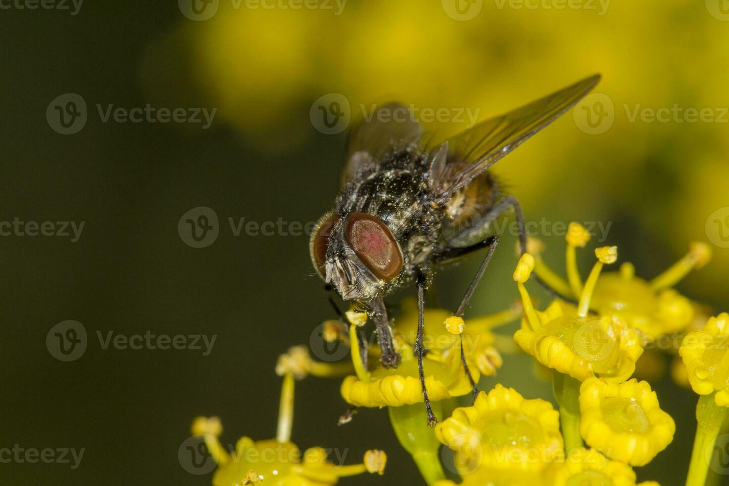 fly on top of yellow flower photo