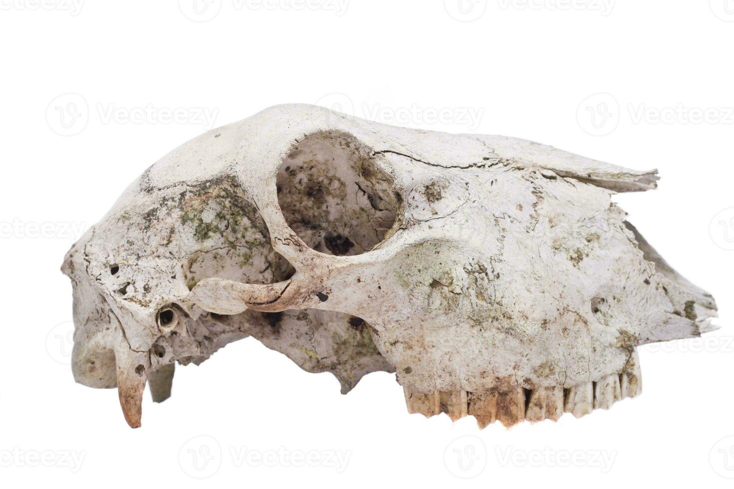 sheep skull close up photo