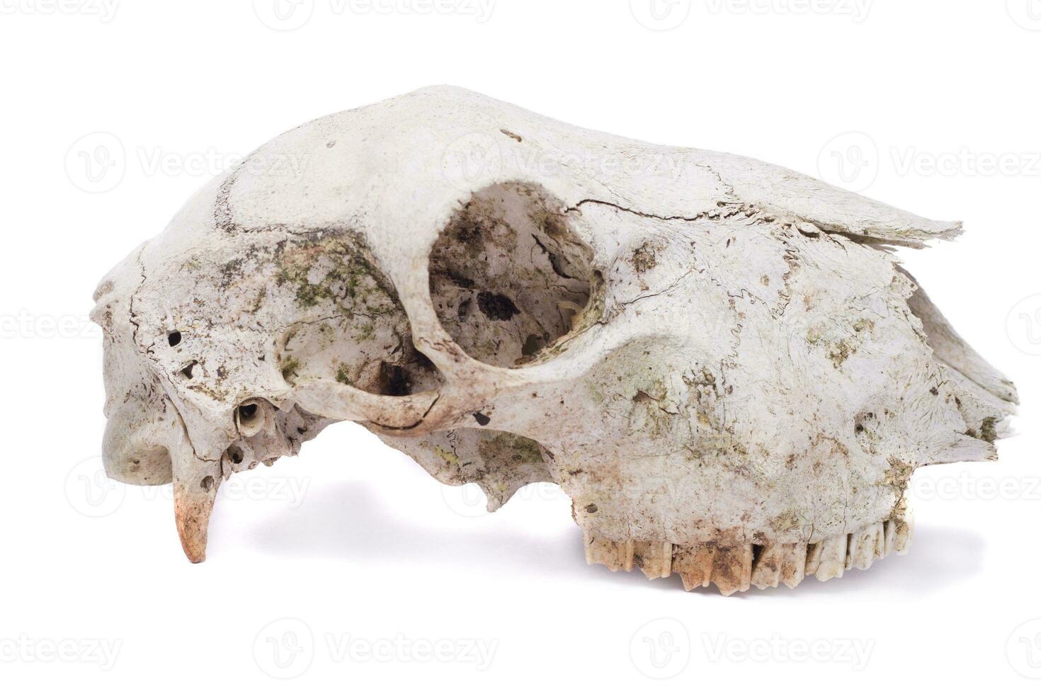 sheep skull close up photo