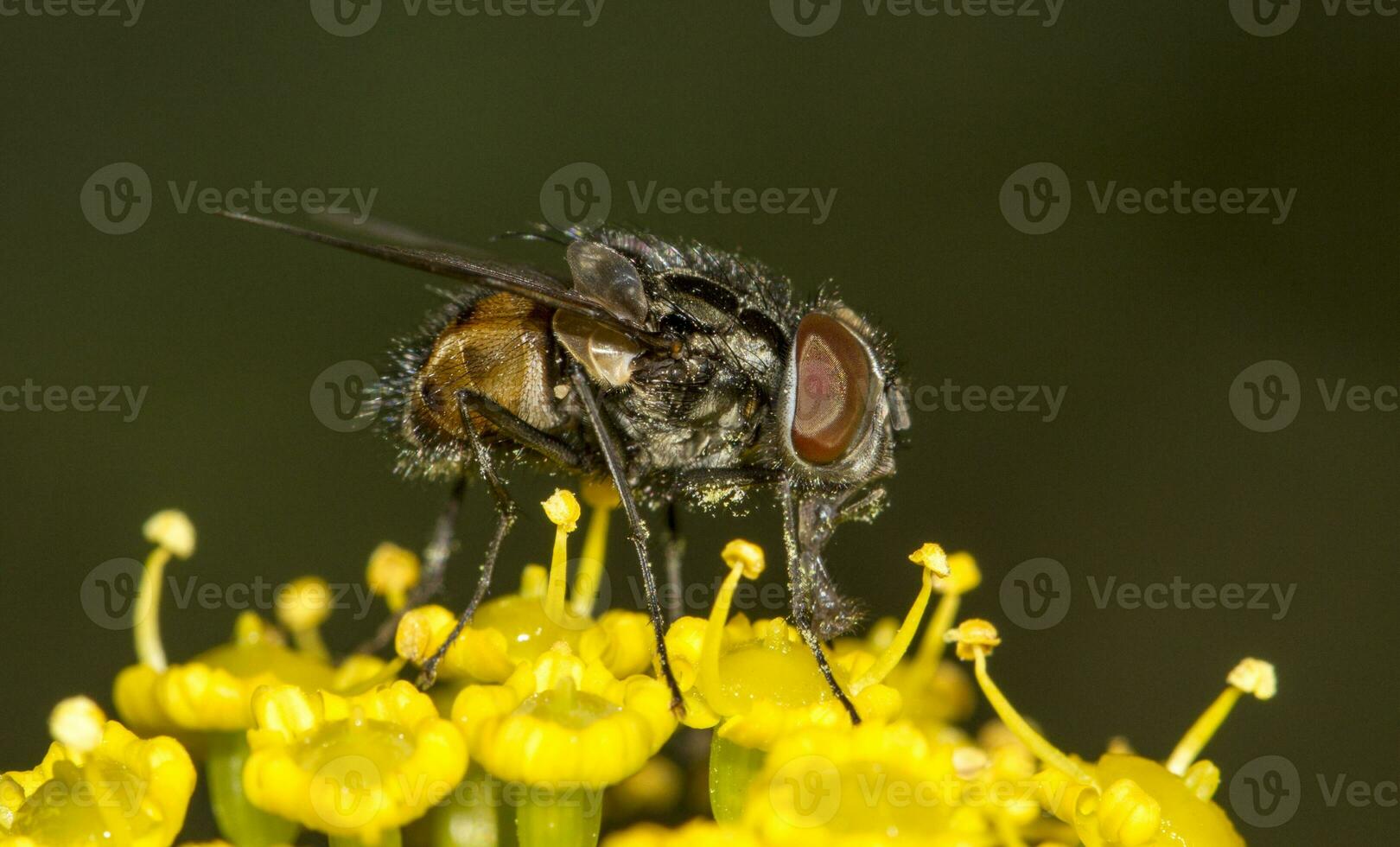 fly on top of yellow flower photo