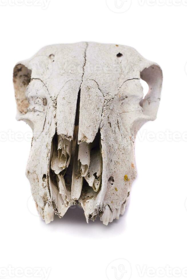 sheep skull close up photo