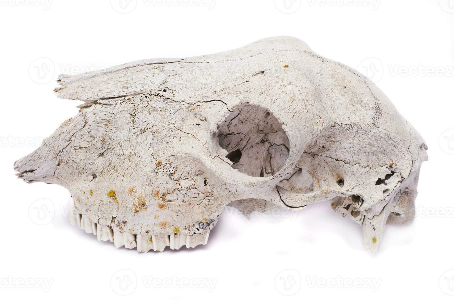 sheep skull close up photo