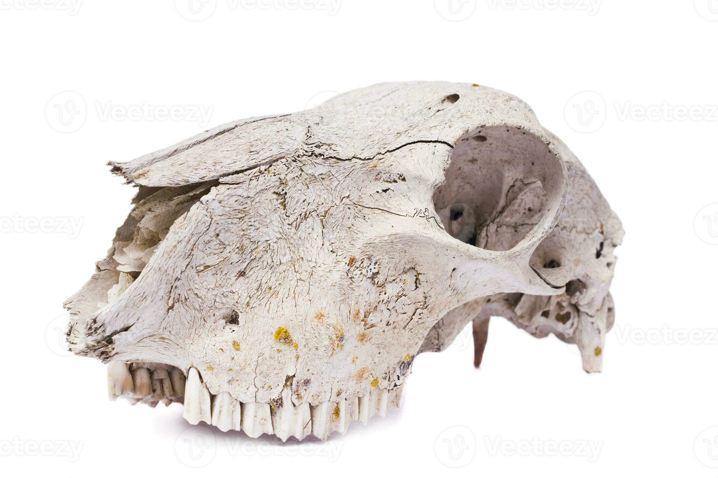 sheep skull close up photo