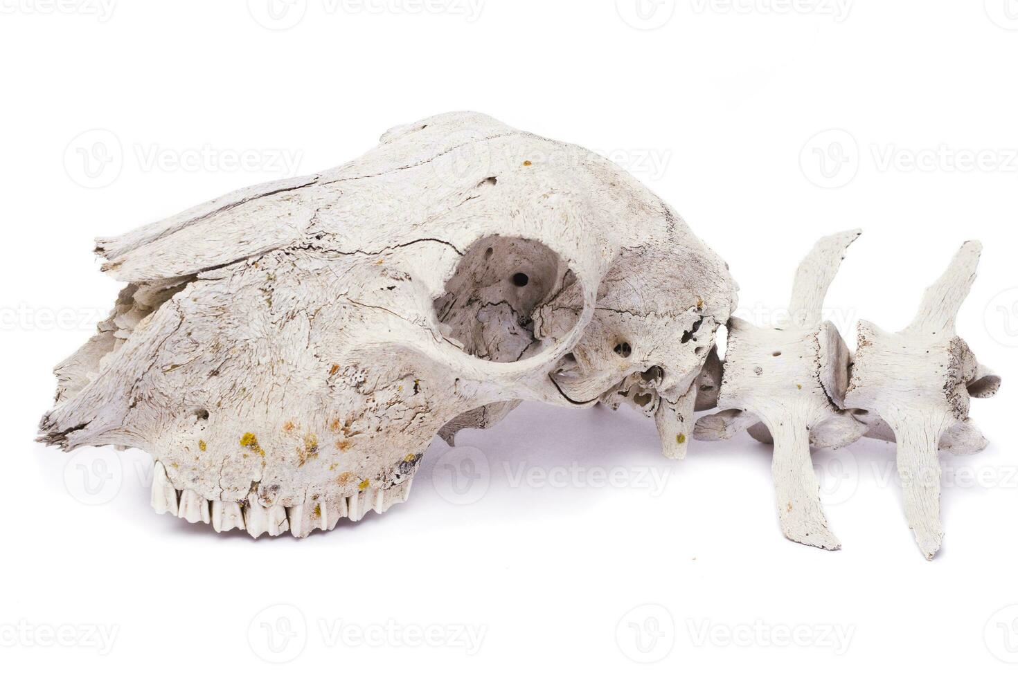 sheep skull close up photo