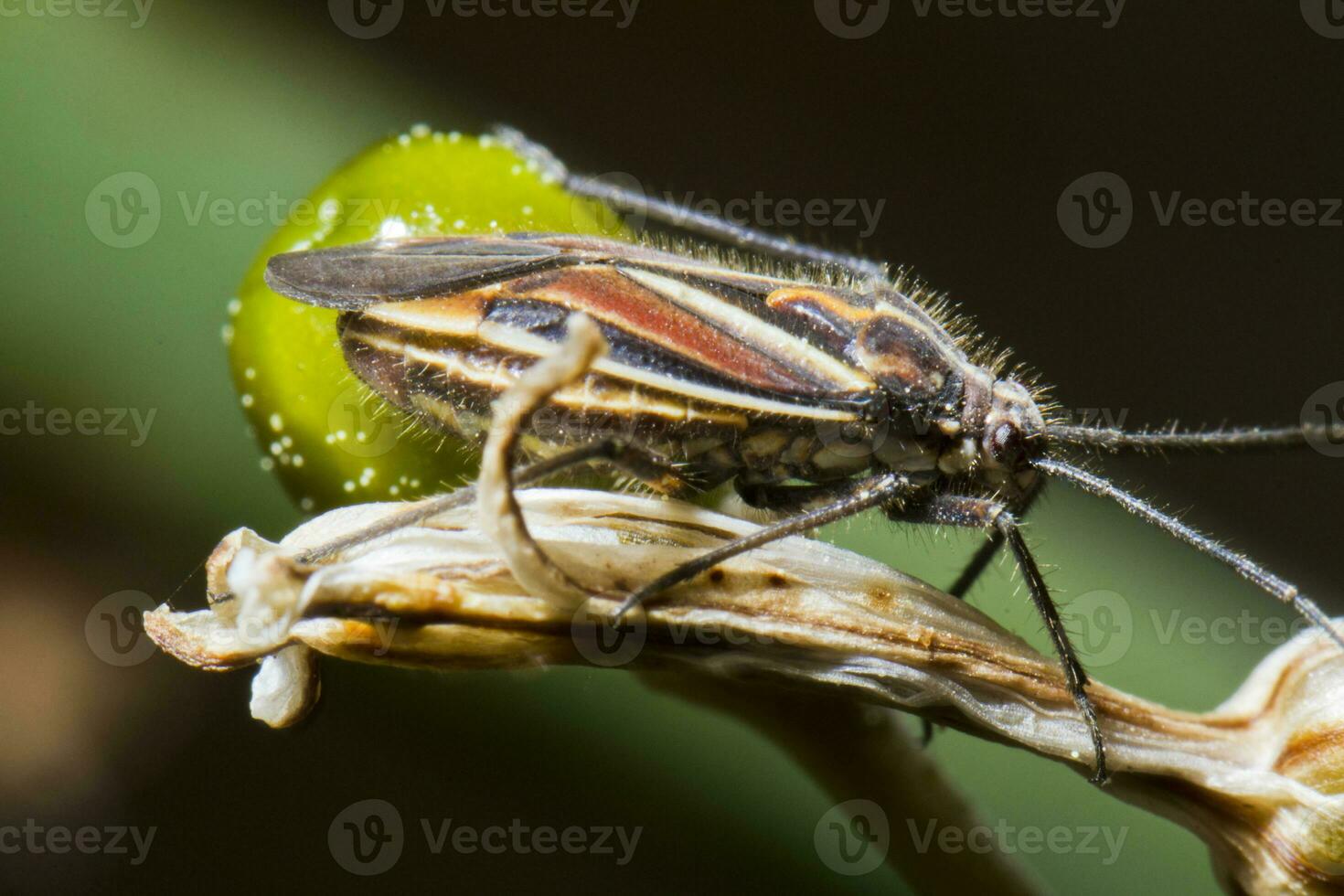Jumping Tree Bug - Horistus orientalis photo