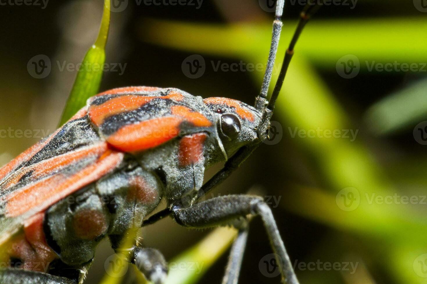 Chinch Bug - Spilostethus pandurus photo