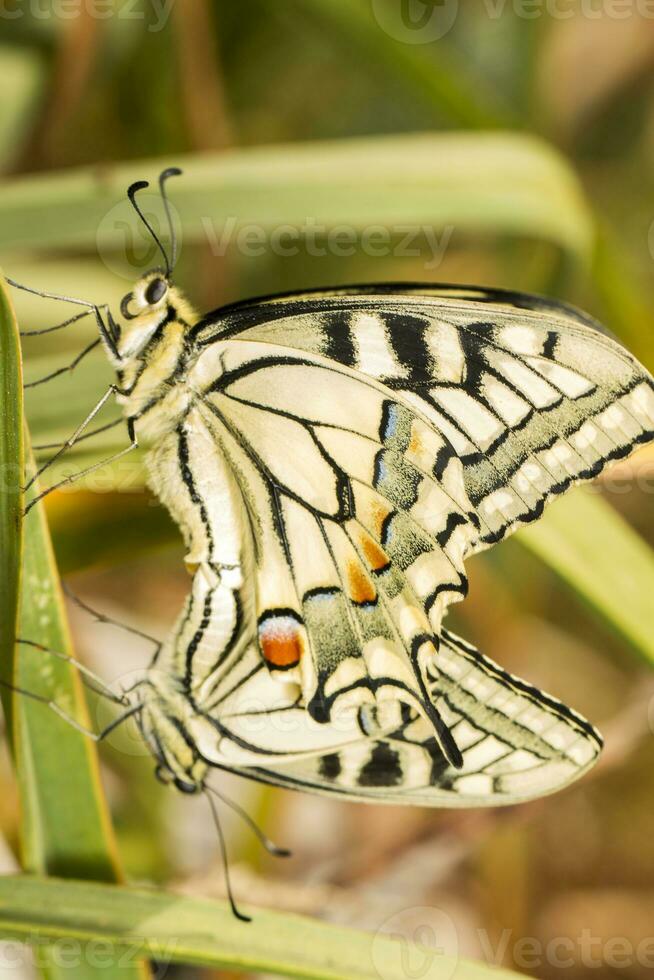 Old World swallowtail - Papilio machaon gorganus photo