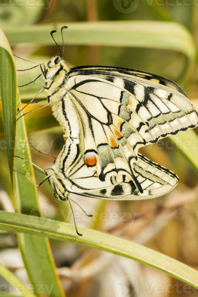 antiguo mundo cola de golondrina - papilio machaon gorganus foto