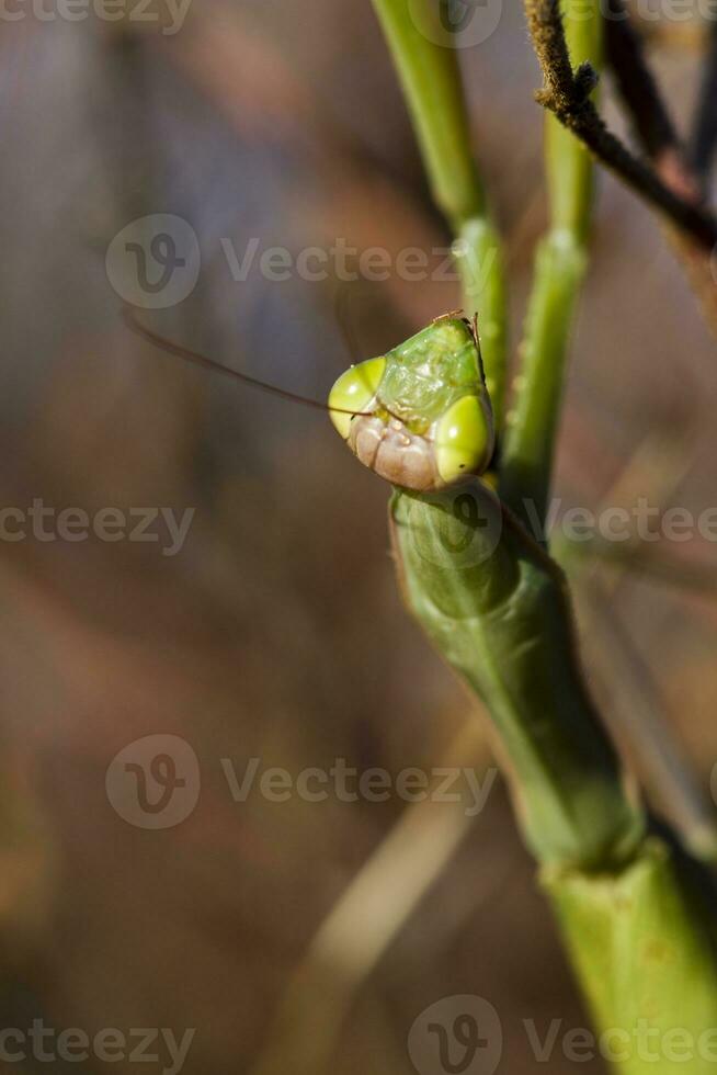 mantis religiosa cerca arriba foto