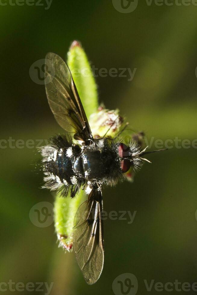 bombylius abeja mosca foto