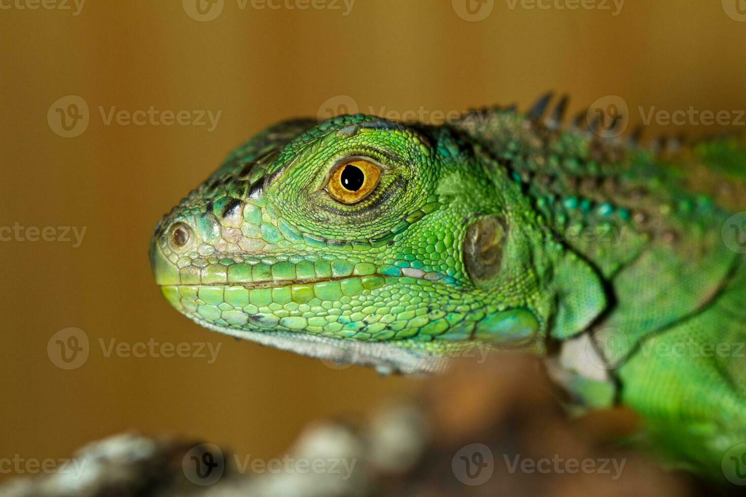 iguana head close up photo