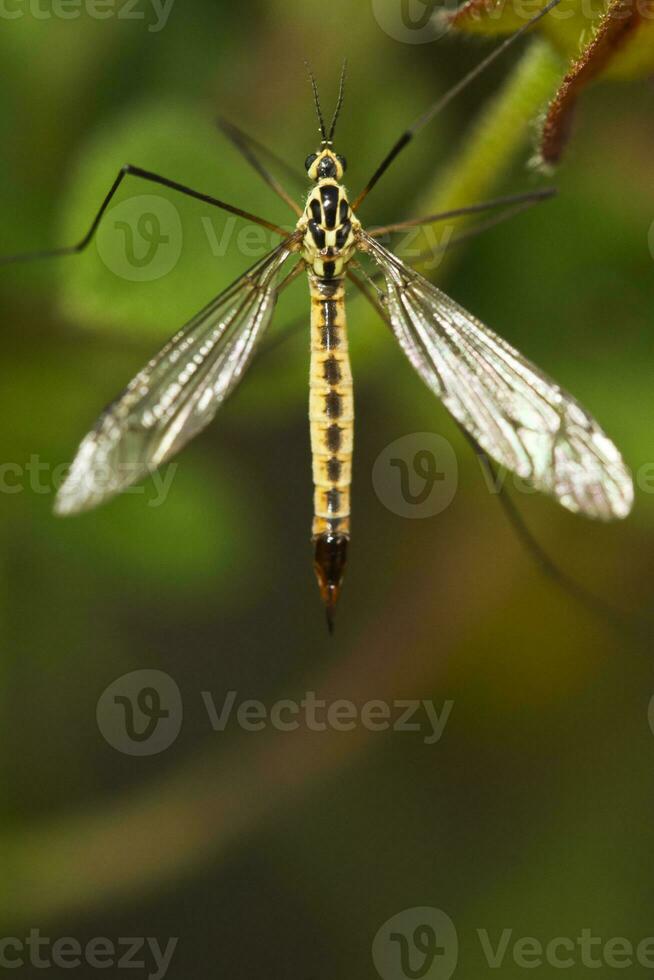 Ichneumon Wasp - Syzeuctus photo