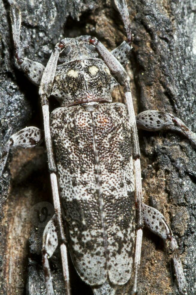 Spotted Pine Sawyer - Monochamus clamator - insect photo