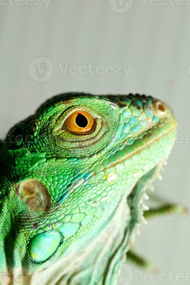 iguana head close up photo