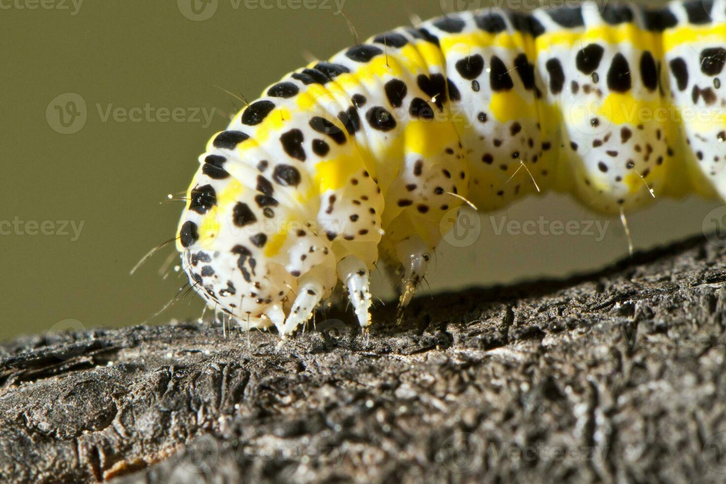 cabbage caterpillar close up photo