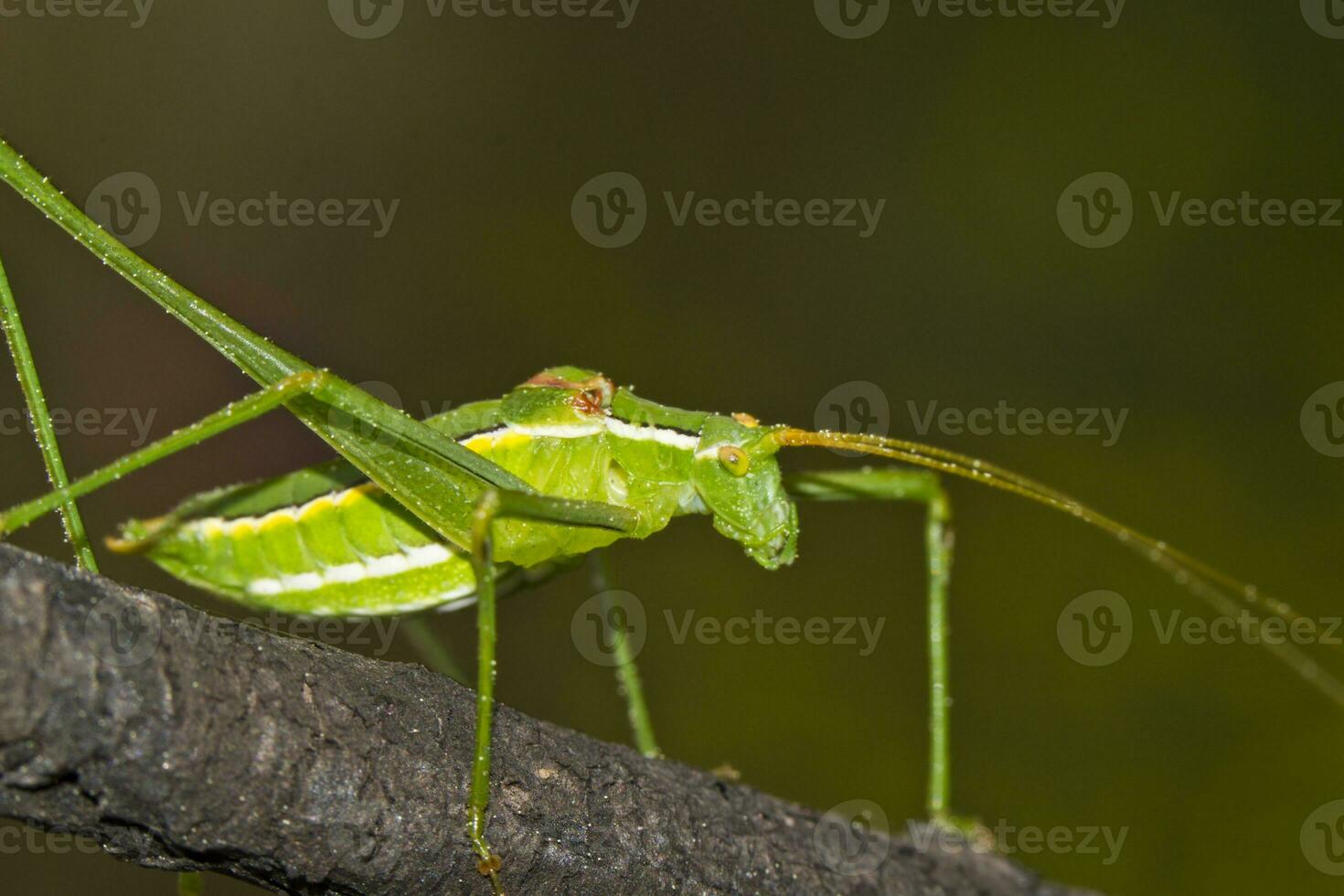 verde saltamontes - fanerópteros falcata foto