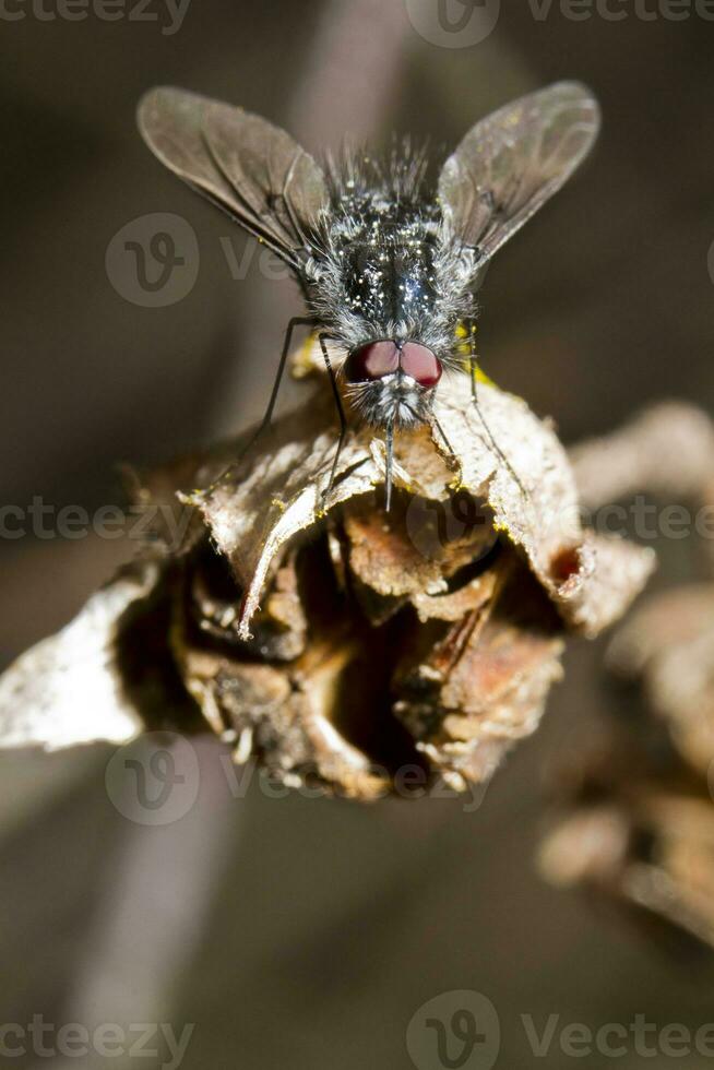 Bombylius bee fly photo