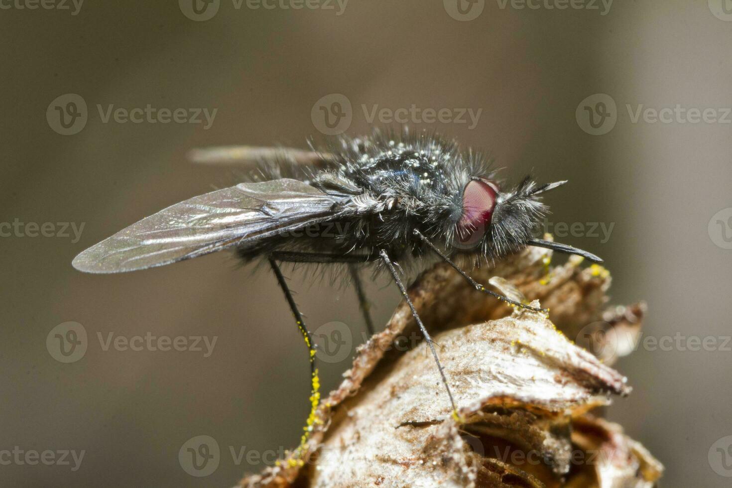 bombyliidae fly close up photo