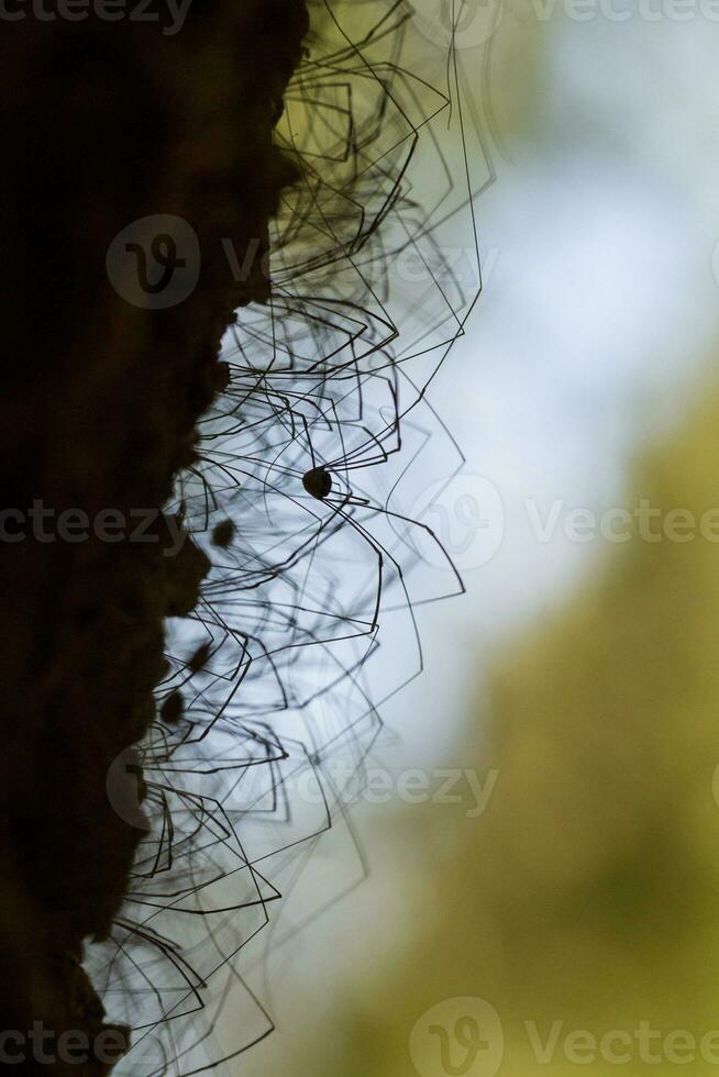 daddy long legs insect photo