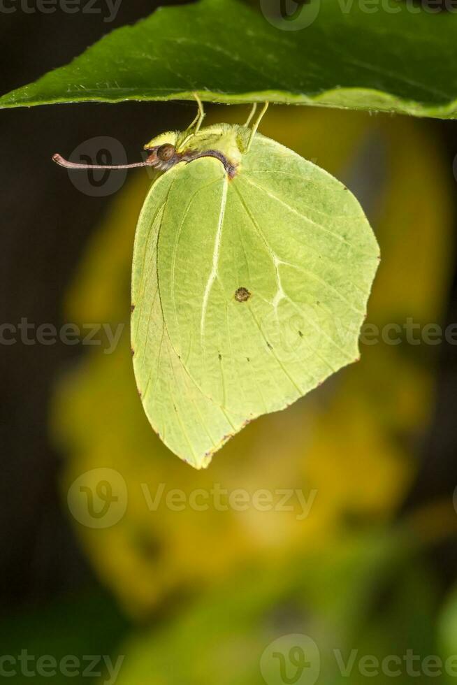 beautiful green butterfly photo