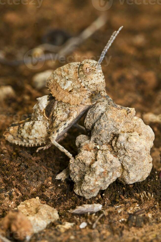 Grasshopper - Ocnerodes fallaciosus photo