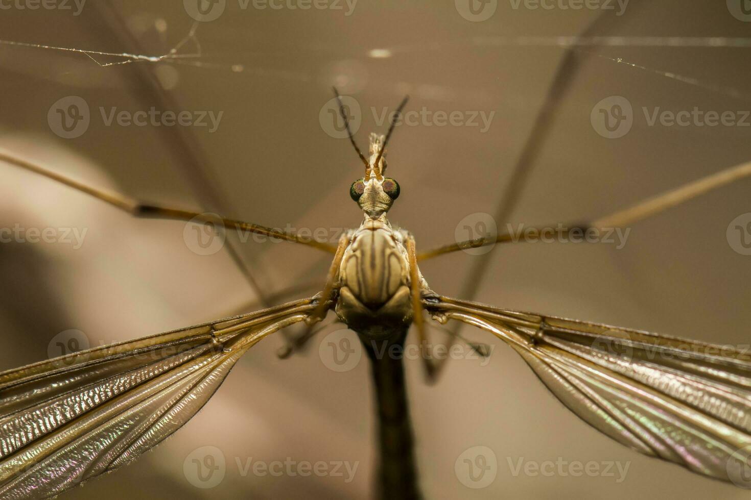 crane fly insect photo