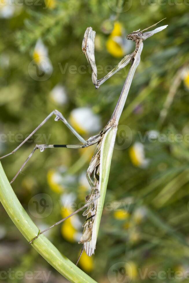 Empusa pennata close up photo