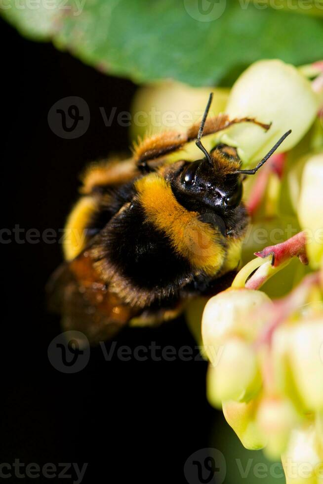 big bee close up photo