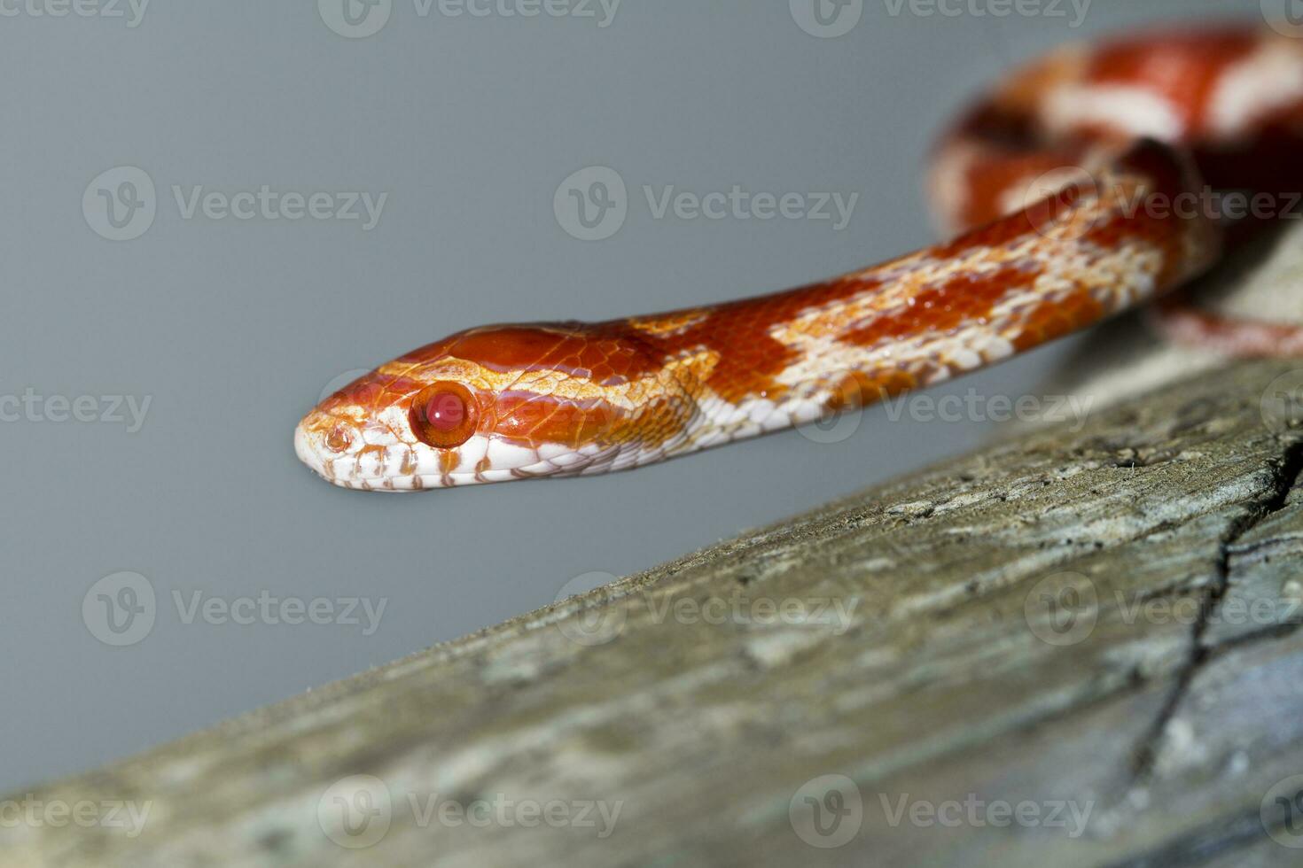 red corn snake photo