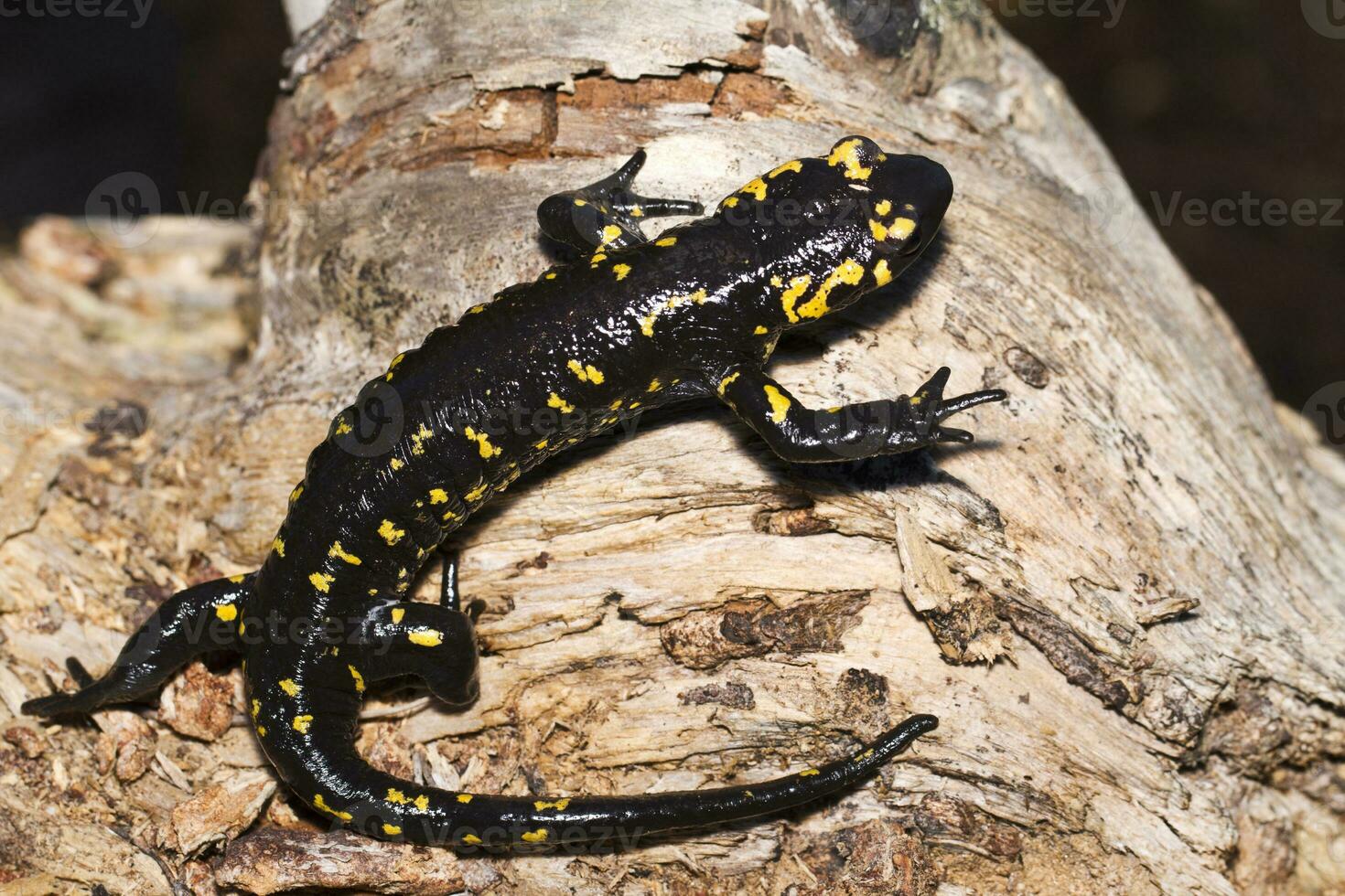 fuego salamandra cerca arriba foto