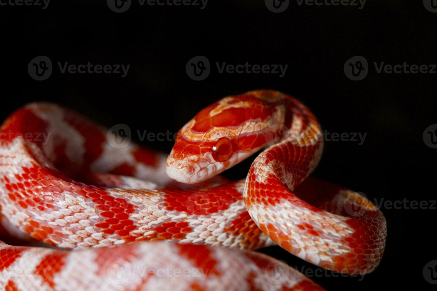 serpiente de maíz roja foto