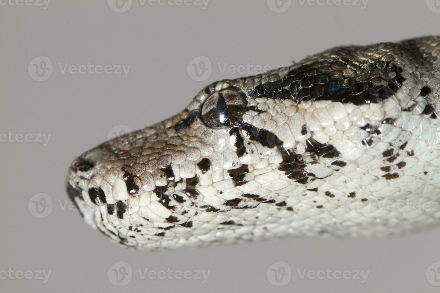 boa constrictor cabeza foto