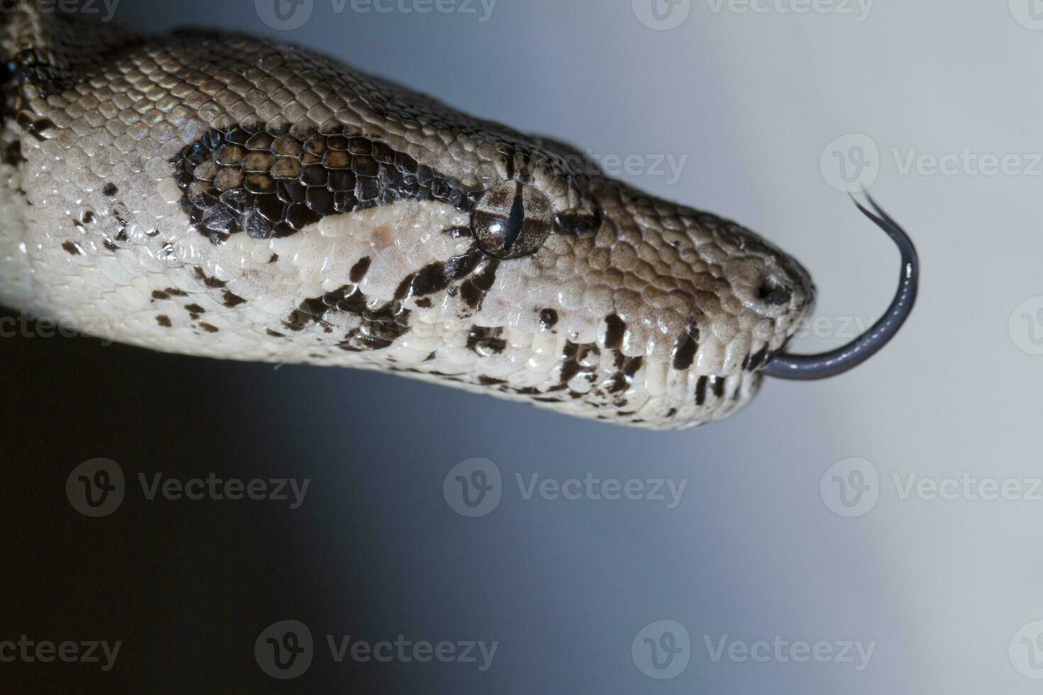 boa constrictor head photo