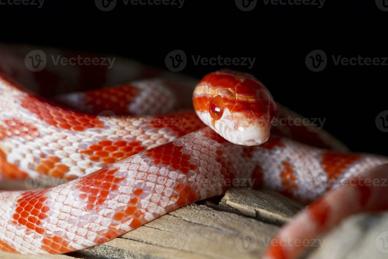 red corn snake photo