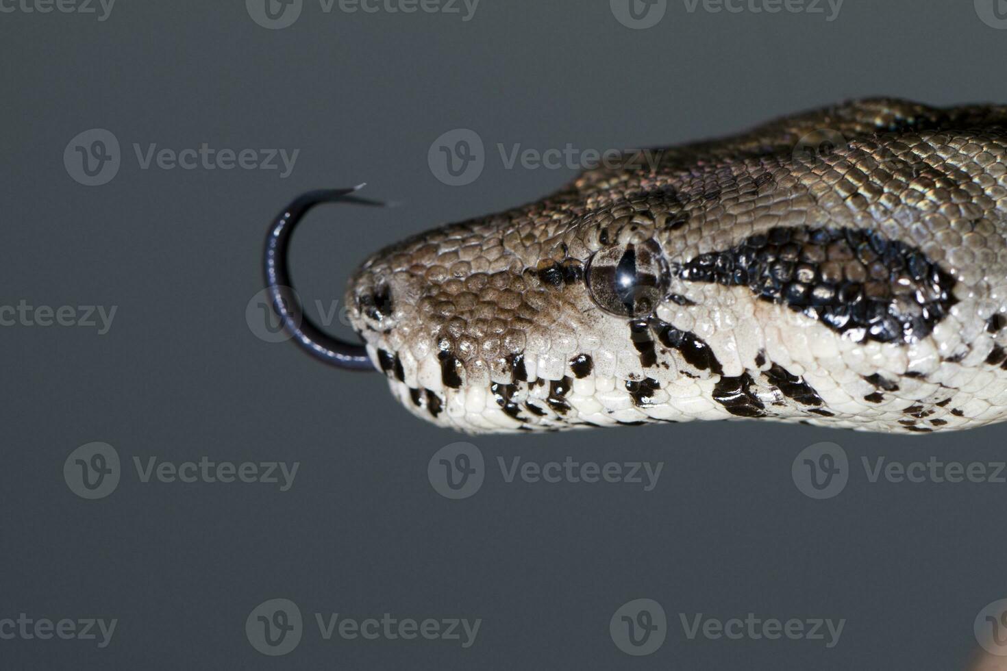 boa constrictor cabeza foto