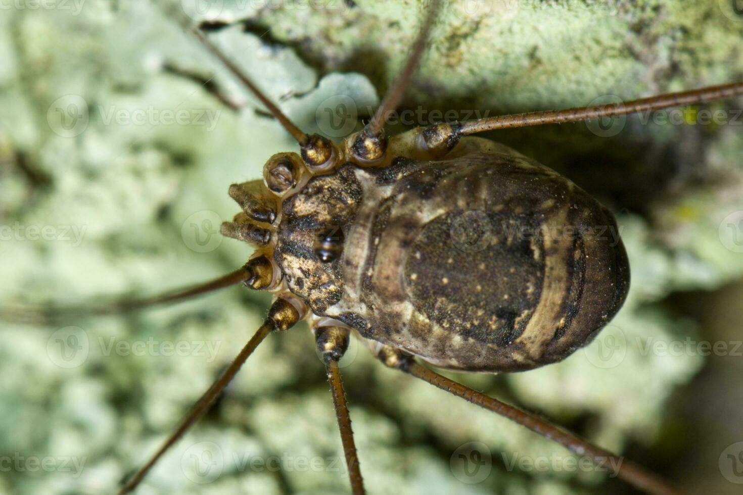 harvestmen close up photo