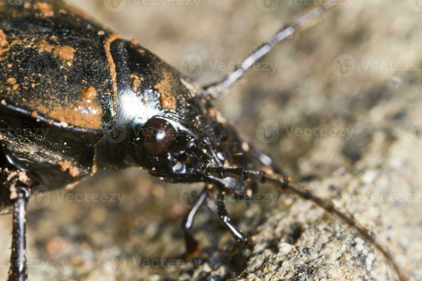 Calosoma maderae close up photo