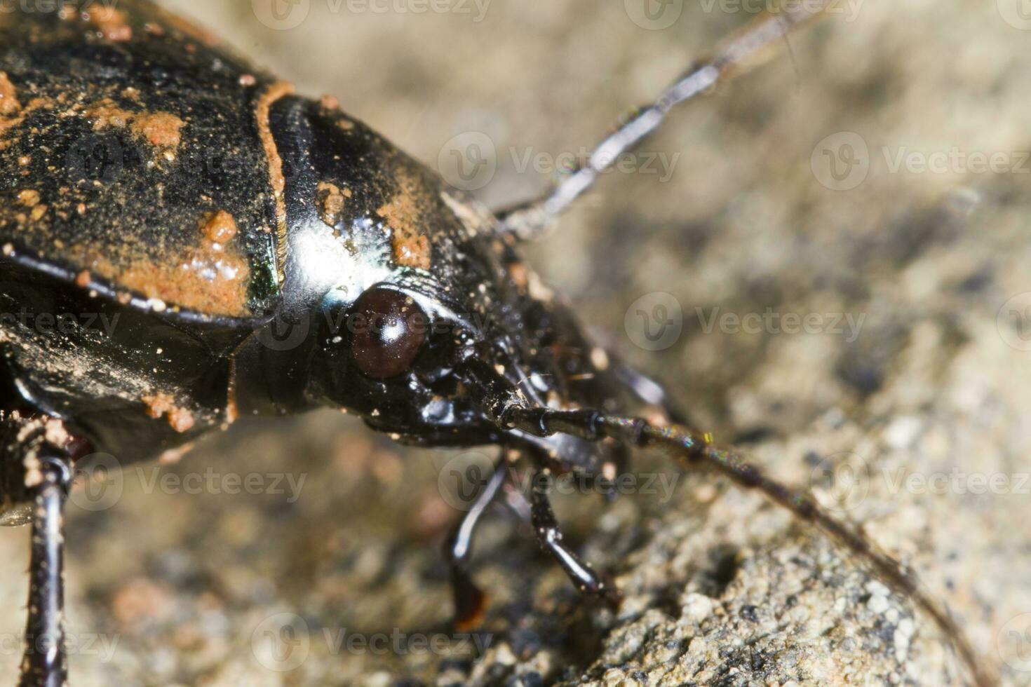 calosoma maderae cerca arriba foto