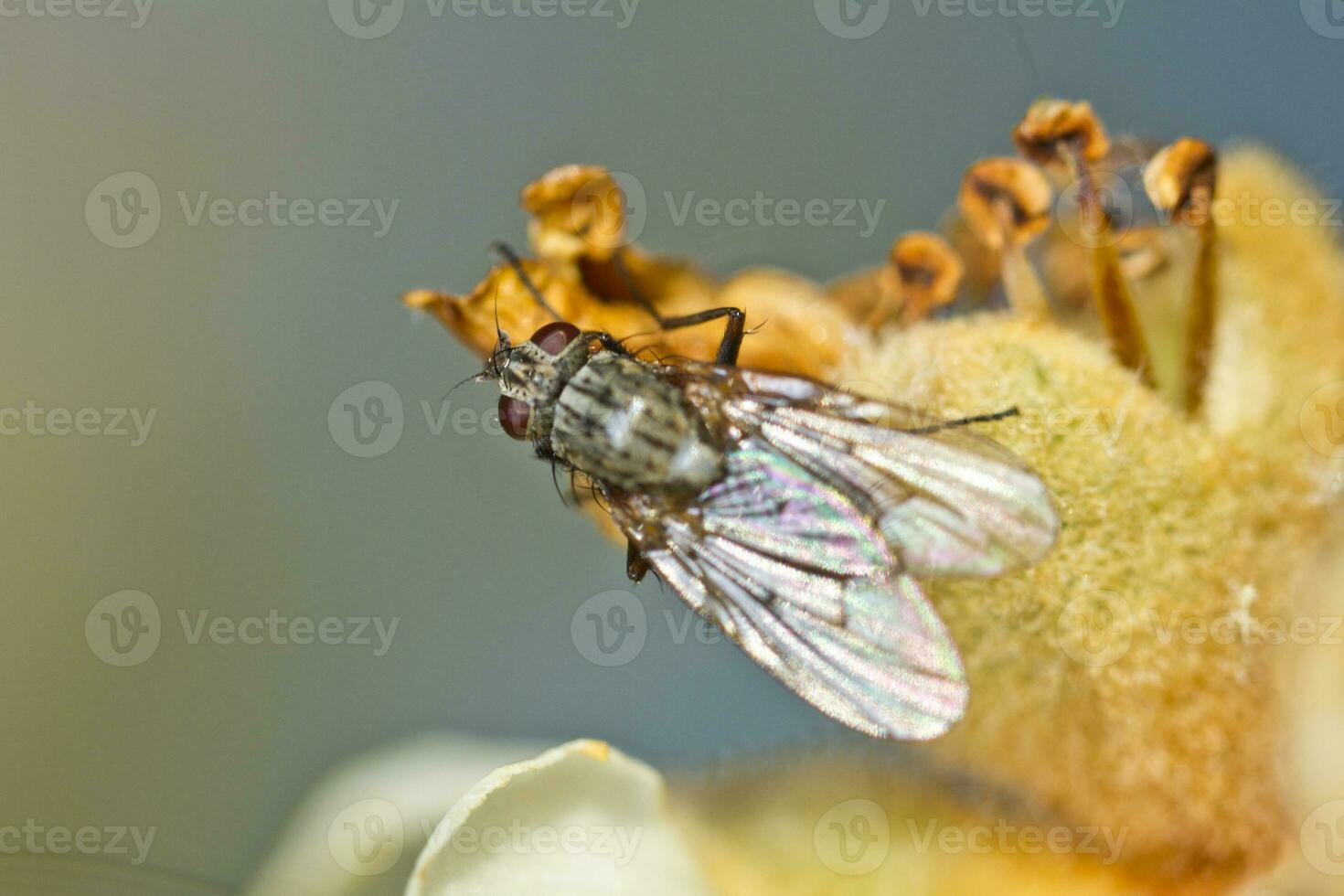 flesh fly close up photo