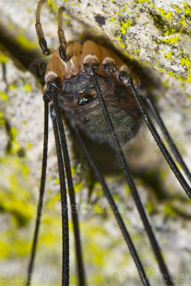 harvestmen close up photo