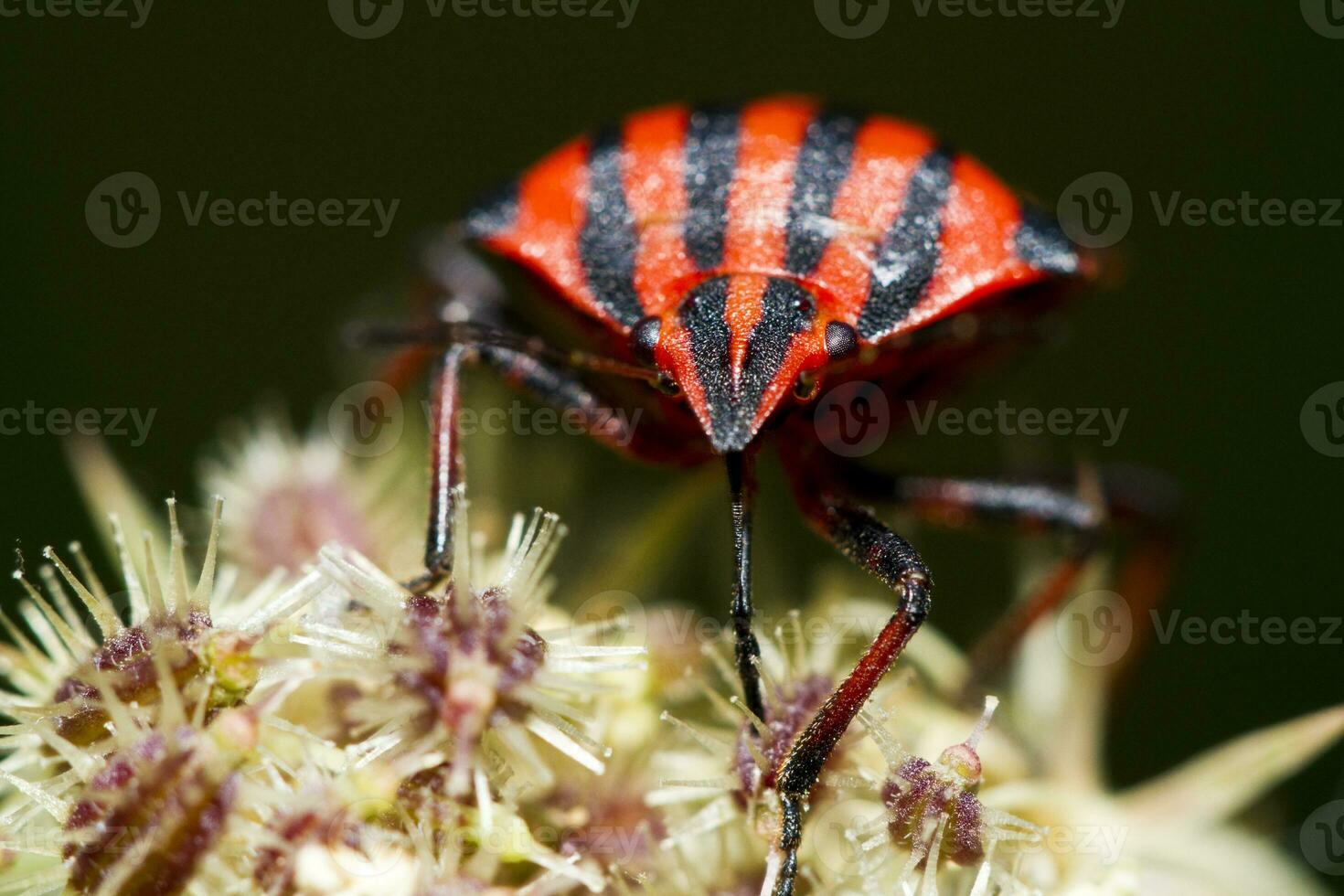 Graphosoma lineatum insect photo