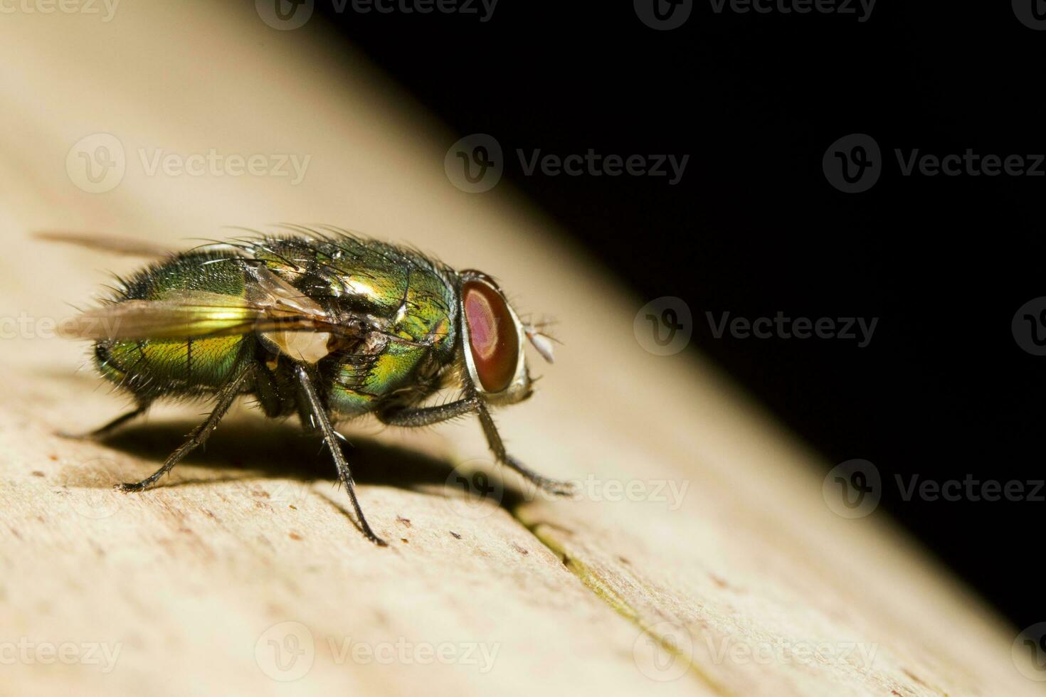 Blow Fly - Lucilia caesar photo