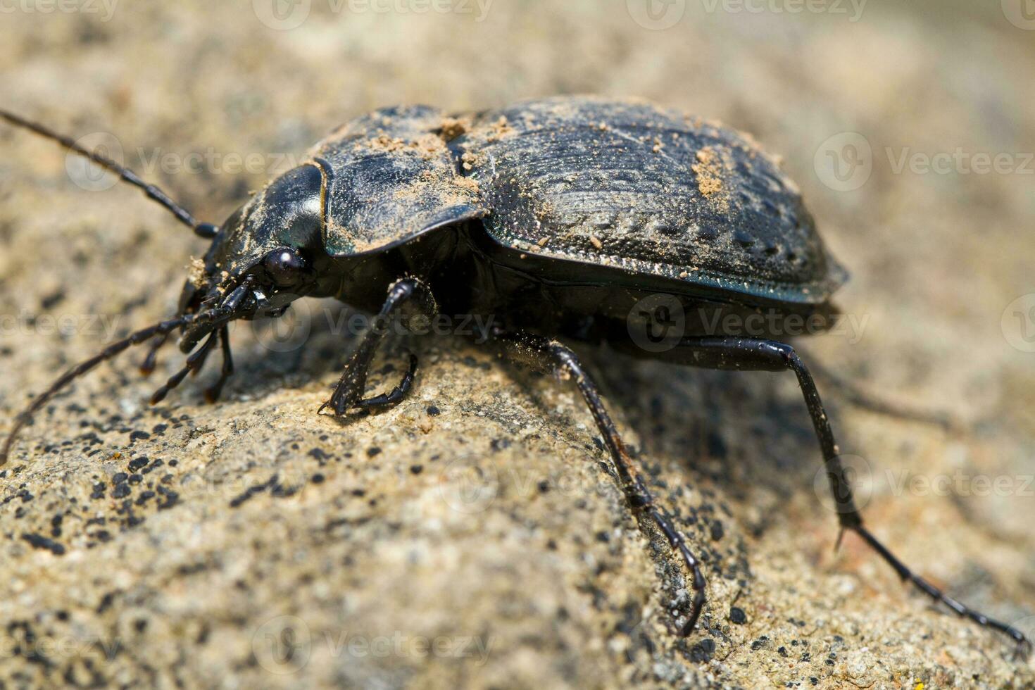 calosoma maderae cerca arriba foto