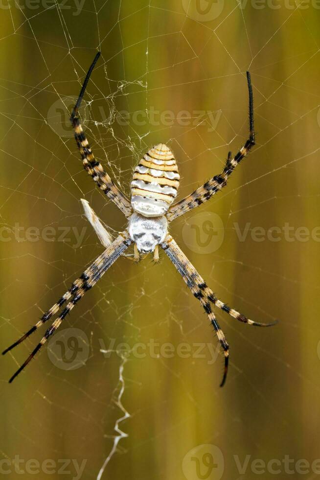 Orb weaving Spider - Argiope bruennichi photo