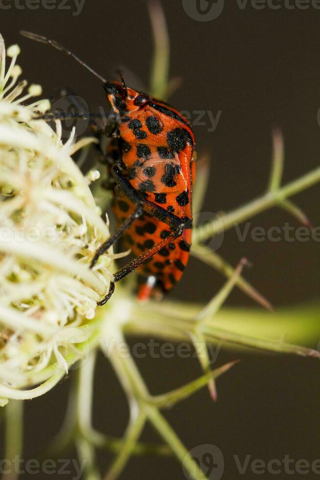 grafosoma lineatum insecto foto