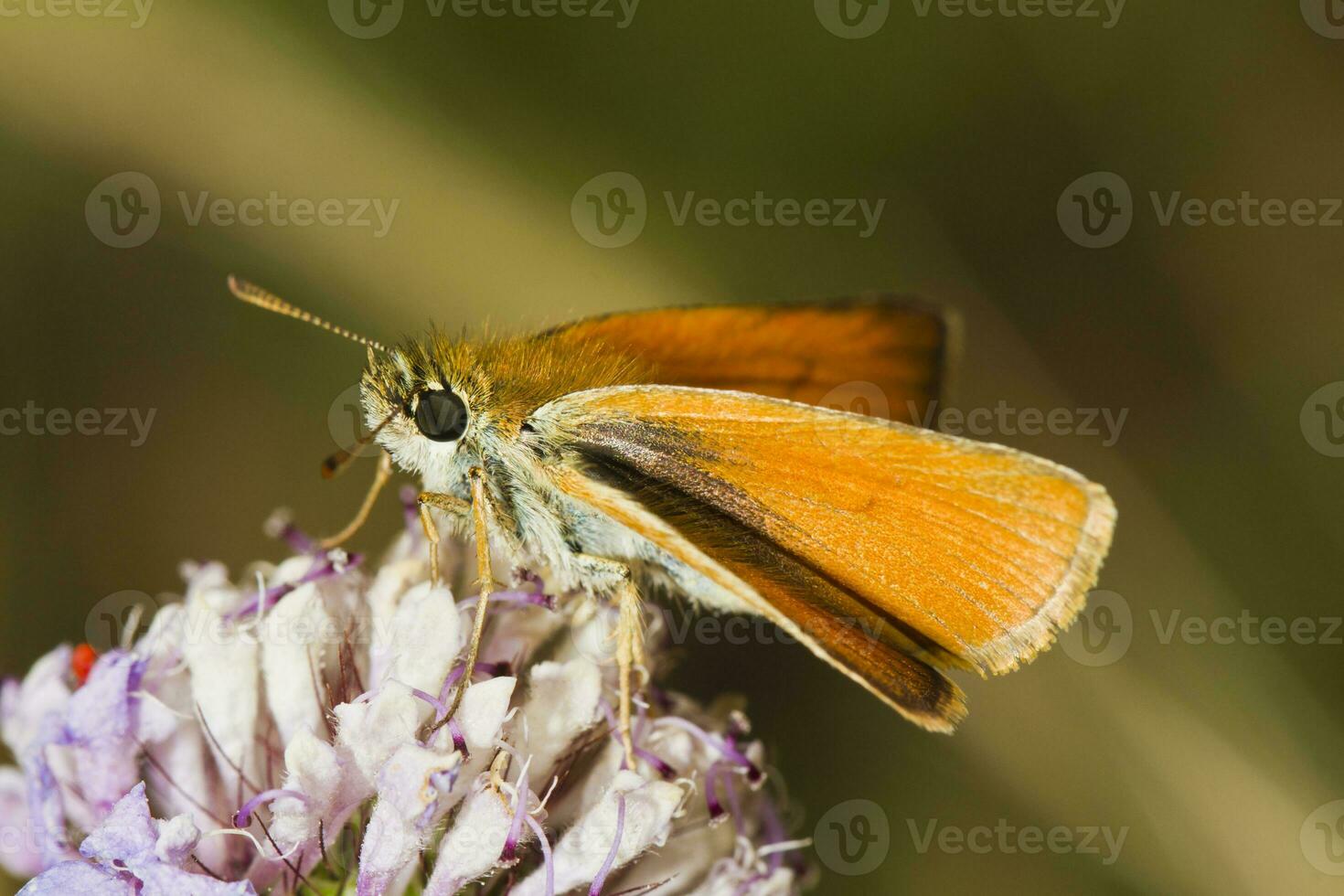 Lulworth Skipper - Thymelicus acteon photo