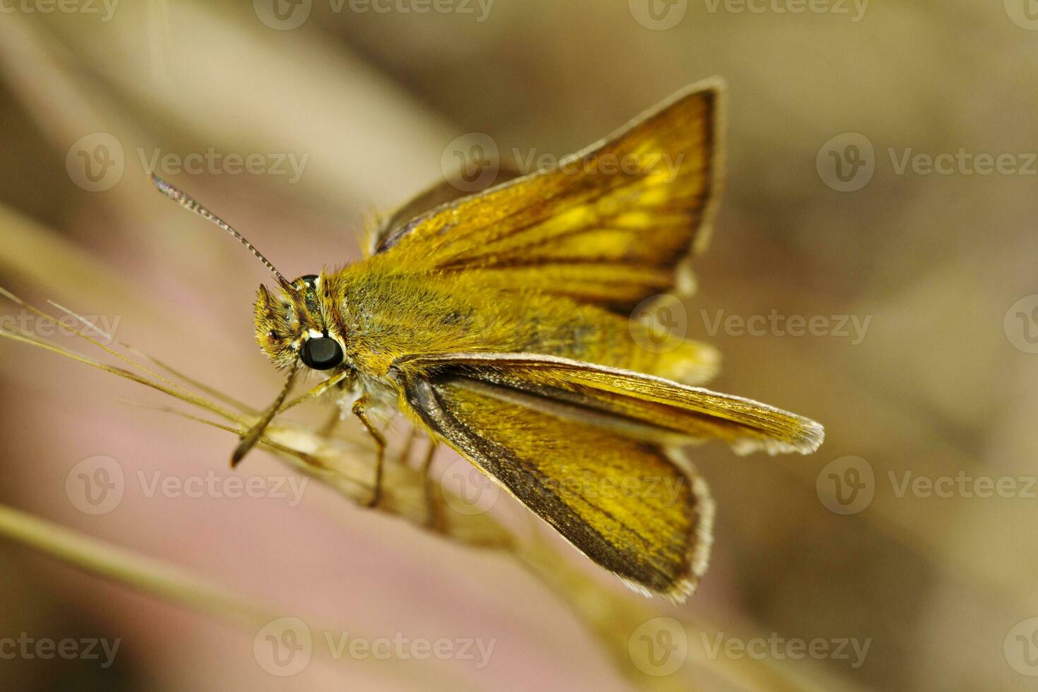 Lulworth Skipper - Thymelicus acteon photo