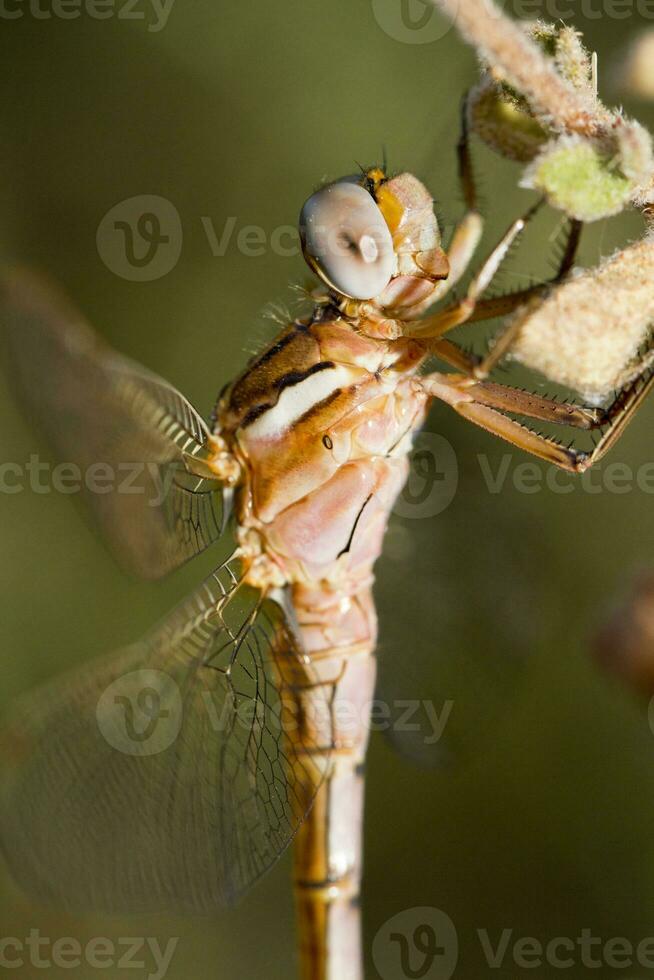 Red veined Darter photo