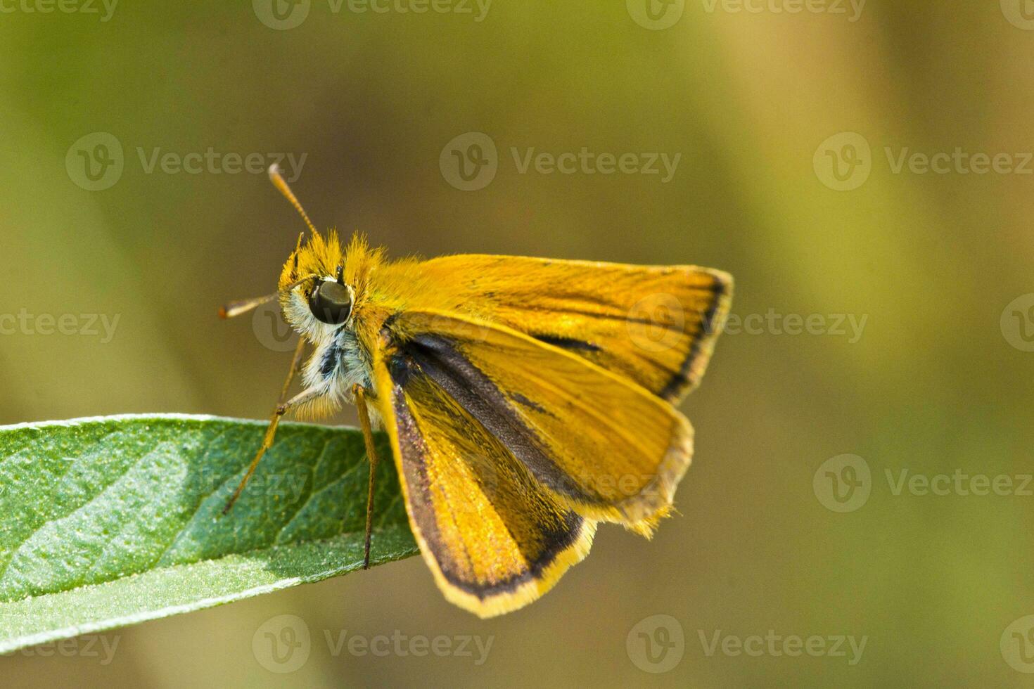 lulworth patrón - thymelicus acteón foto